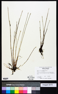 Eleocharis robbinsii image