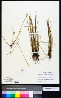 Eleocharis robbinsii image