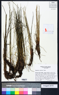 Eleocharis robbinsii image