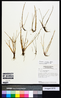 Eleocharis schaffneri image