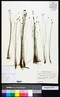 Eleocharis tenuis image