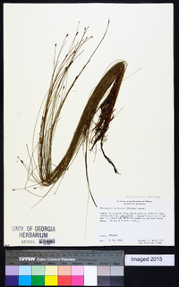 Eleocharis tenuis image