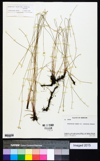 Eleocharis tenuis var. verrucosa image