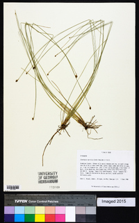 Eleocharis tortilis image