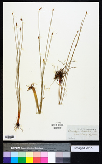 Eleocharis tricostata image