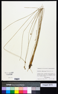 Eleocharis tuberculosa image