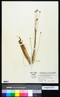 Eleocharis tuberculosa image