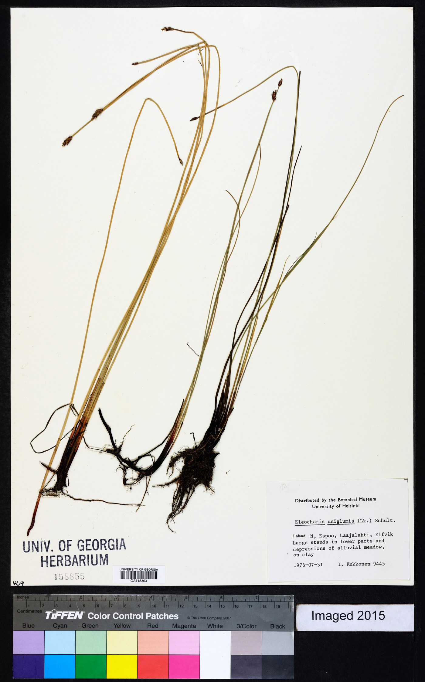 Eleocharis uniglumis image