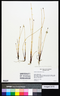 Eleocharis uniglumis image