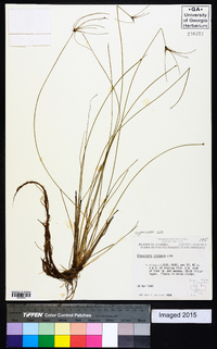 Eleocharis vivipara image