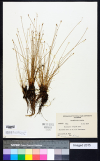 Eleocharis vivipara image