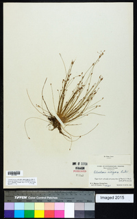 Eleocharis vivipara image