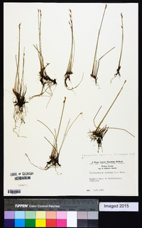 Eriophorum alpinum image