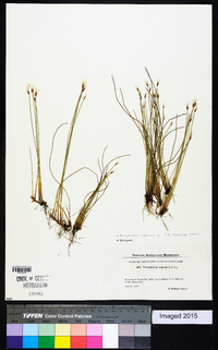 Eriophorum alpinum image