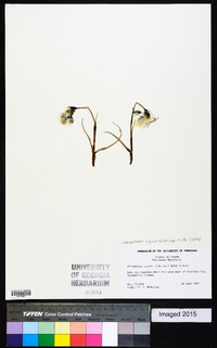 Eriophorum angustifolium subsp. triste image
