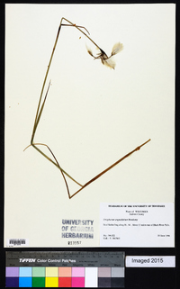 Eriophorum angustifolium image