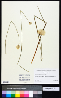 Eriophorum chamissonis image