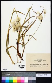 Eriophorum latifolium image