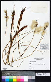 Eriophorum latifolium image