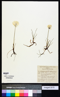 Eriophorum scheuchzeri image