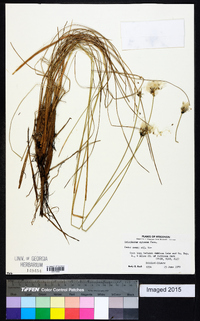 Eriophorum vaginatum image