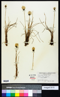 Eriophorum vaginatum image