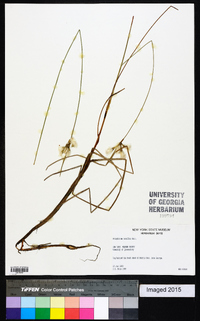 Eriophorum tenellum image