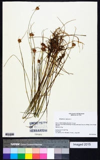 Eriophorum virginicum image