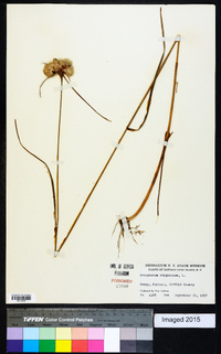 Eriophorum virginicum image