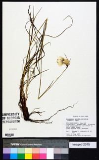 Eriophorum viridicarinatum image