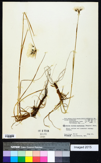 Eriophorum viridicarinatum image