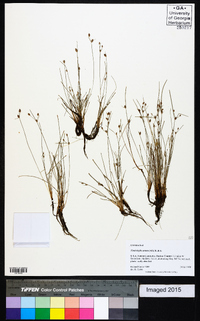 Fimbristylis annua image