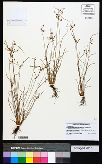 Fimbristylis annua image