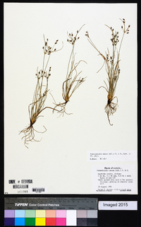 Fimbristylis annua image