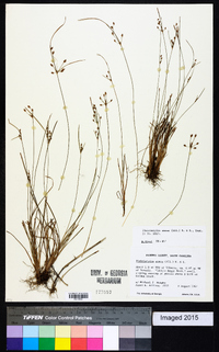 Fimbristylis annua image