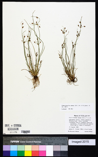 Fimbristylis annua image