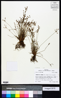 Fimbristylis annua image