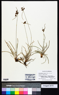 Fimbristylis annua image