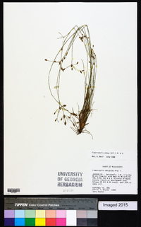 Fimbristylis annua image