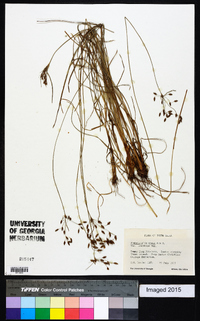 Fimbristylis annua image