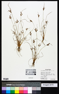 Fimbristylis annua image