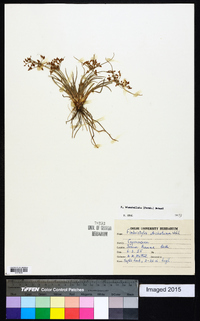 Fimbristylis dichotoma image