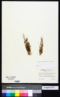 Fimbristylis annua image