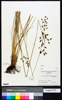 Fimbristylis caroliniana image