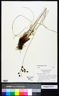 Fimbristylis castanea image