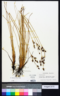 Fimbristylis castanea image