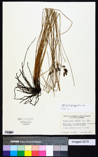 Fimbristylis castanea image