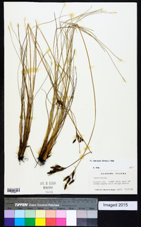 Fimbristylis castanea image