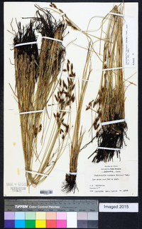 Fimbristylis castanea image