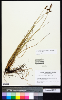 Fimbristylis castanea image